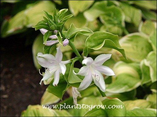 Hosta Fragrant Bouquet (Hosta) 
Starting to bloom in mid July (7/15)